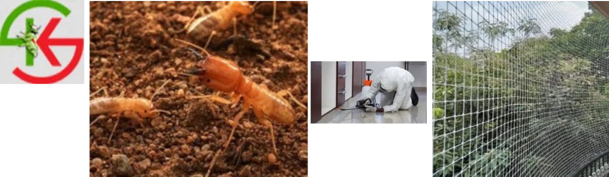 Home and Office, Pest Control,Pest Control Services,Termite Treatment,Piping Services,Anti Termite Services,Bird Netting Service,Termite Treatment Services,Anti Bird Net