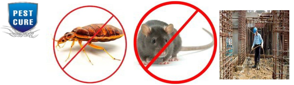 Home and Office, Pest Control,Pest Control & Bird Control Products,Bird Control Solutions,Pest Glue Traps,Electronic Flying Insect Killer,Insects Pest Control Services