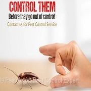 Pestologist Pest Control Expert